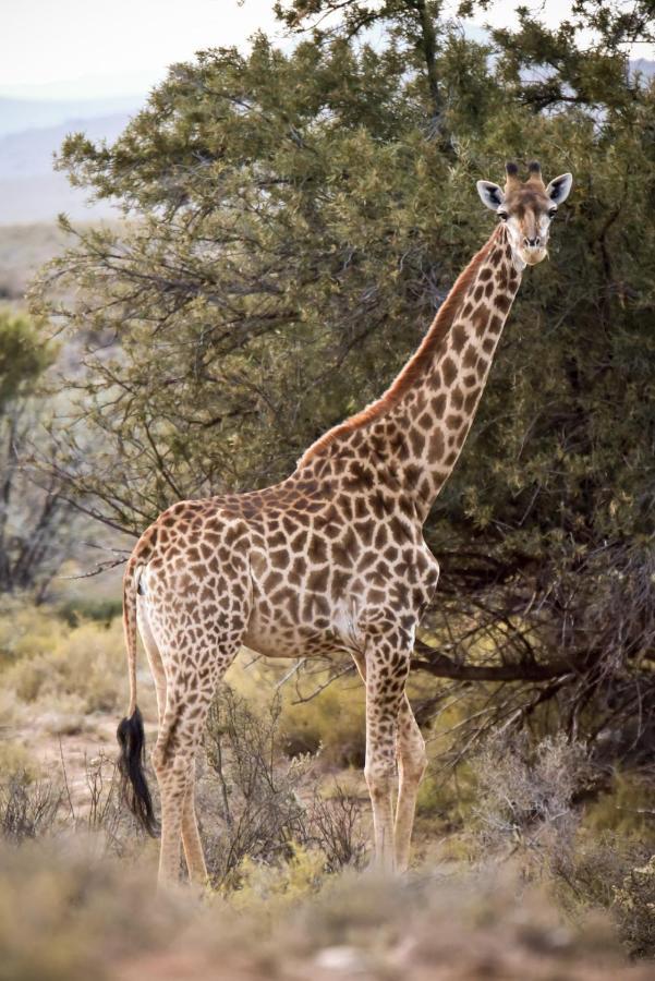Mont Eco Game Reserve Montagu Exterior foto