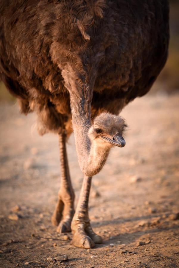 Mont Eco Game Reserve Montagu Exterior foto